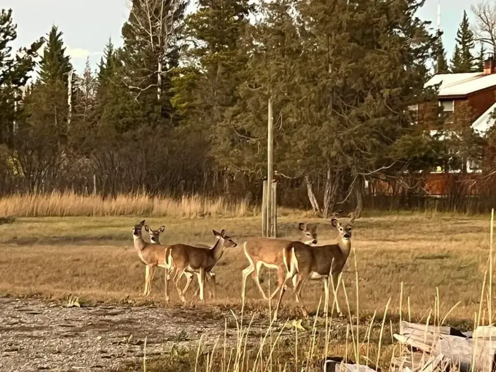 Deer standing near the campground