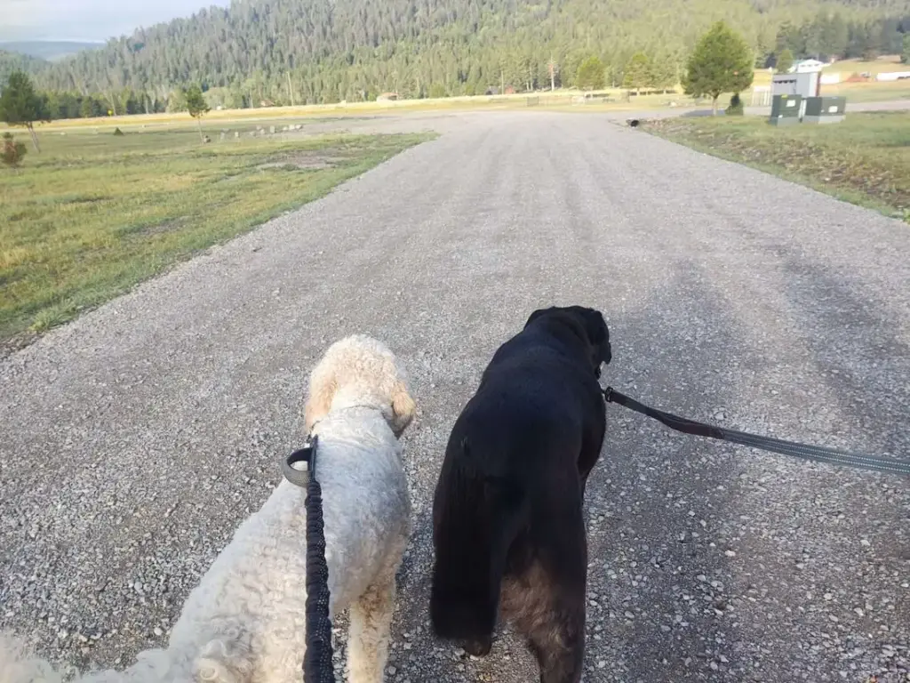 An evening walk down the campground road