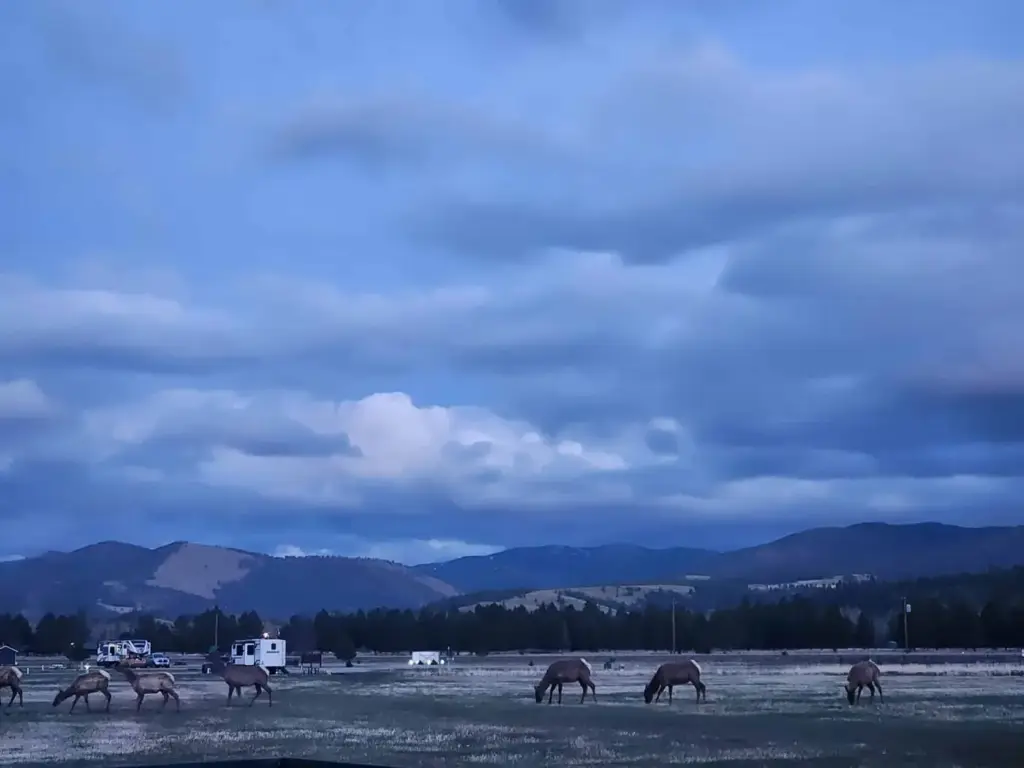Elk grazing in the meadow at dusk below the mountains