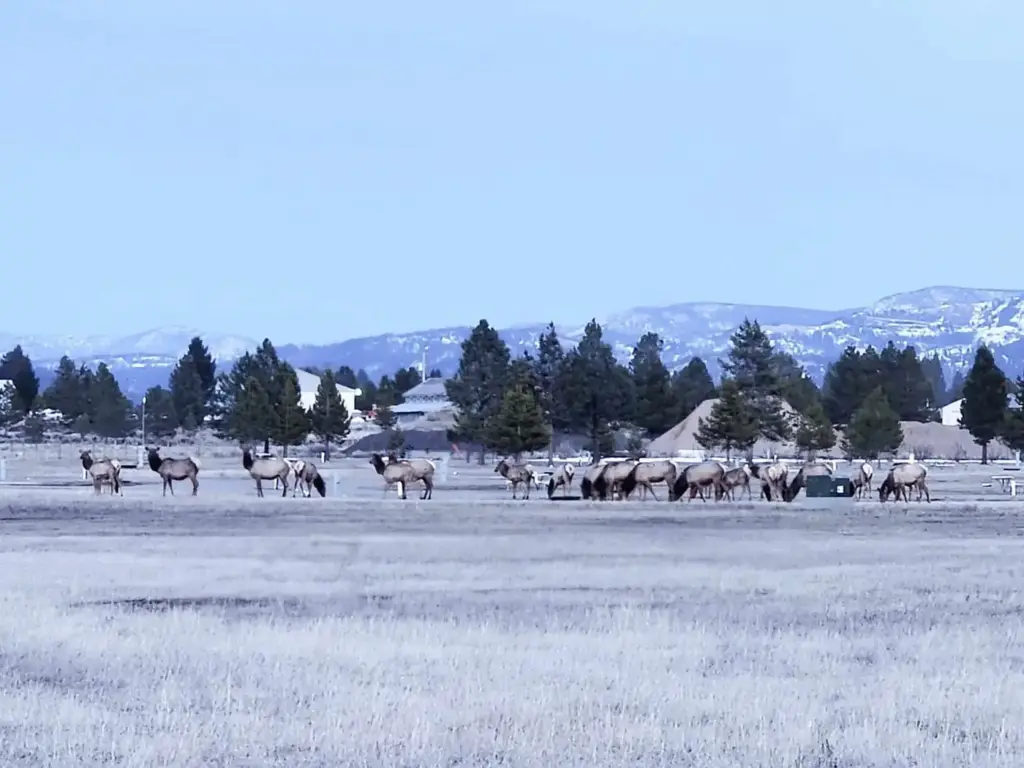 Elk crossing the meadow