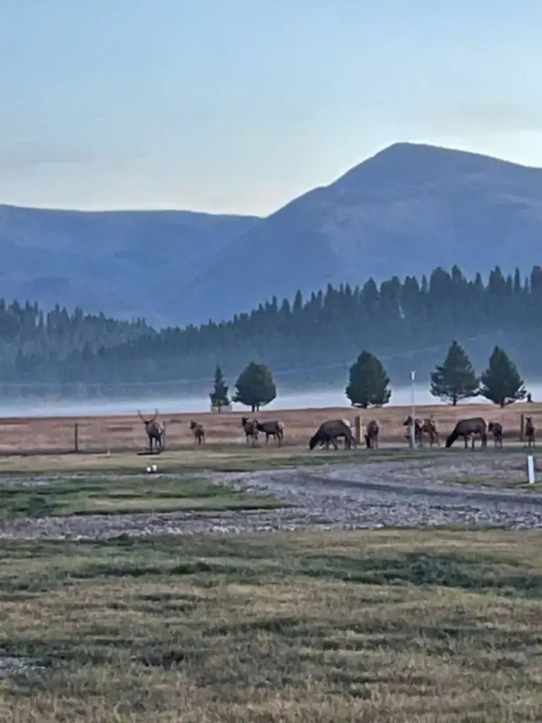 Elk near the campground