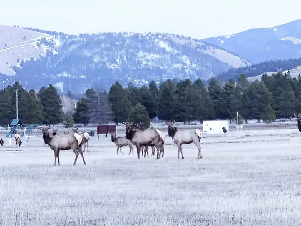 Elk in the snow in early spring