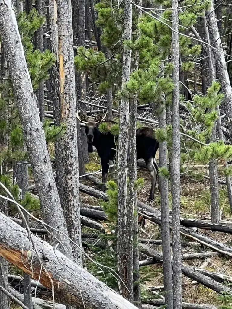 A moose standing in the trees near Lincoln